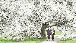 primavera