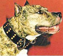 Pitbull